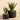 Plants-Potted Aloe-Bloomr