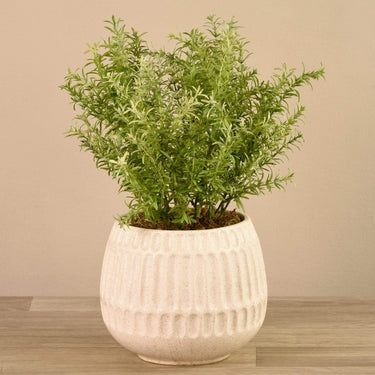 Plants-Potted Asparagus-Bloomr