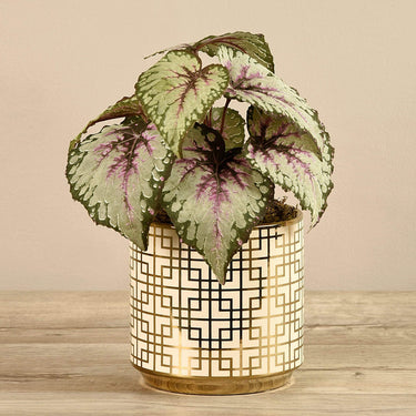 Plants-Potted Begonia-Bloomr