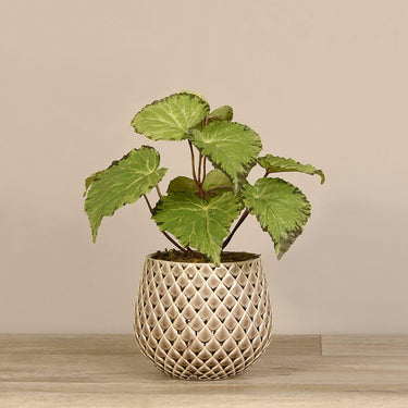 Plants-Potted Begonia-Bloomr