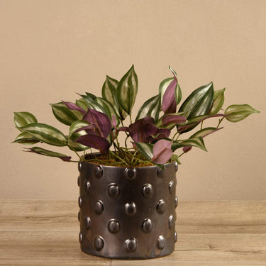 Plants-Potted Dark Vanilla Leaf-Bloomr