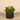 Plants-Potted Echeveria-Bloomr