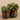 Plants-Artificial Potted Eucalyptus-Bloomr