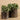 Plants-Potted Eucalyptus-Bloomr
