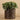 Plants-Potted Eucalyptus-Bloomr