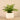 Plants-Potted Fern-Bloomr