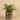 Plants-Potted Fern-Bloomr