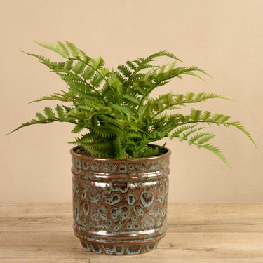 Plants-Potted Fern-Bloomr