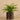 Plants-Potted Fern-Bloomr