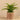 Plants-Potted Fern-Bloomr