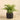 Plants-Potted Fern-Bloomr