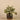 Plants-Potted Fittonia-Bloomr