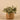 Plants-Artificial Potted Fittonia-Bloomr