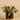 Plants-Artificial Potted Fittonia Discontinued-Bloomr