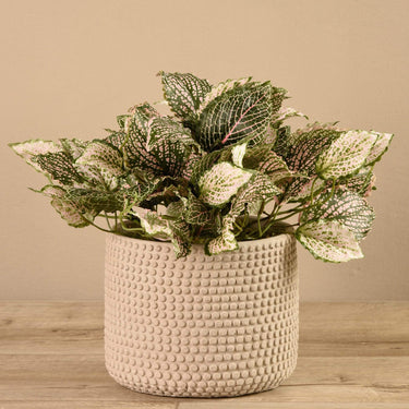 Plants-Potted Fittonia-Bloomr