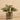Plants-Potted Fittonia (Discontinued)-Bloomr