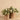 Plants-Potted Fittonia-Bloomr
