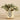 Plants-Potted Fittonia Discontinued-Bloomr