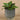 Plants-Potted Hosta-Bloomr