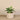 Plants-Potted Hosta-Bloomr