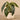 Plants-Potted Maculata-Bloomr
