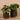 Plants-Potted Pancake-Bloomr