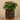 Plants-Potted Pancake-Bloomr