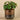 Plants-Artificial Potted Pancake Plant-Bloomr