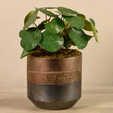 Plants-Artificial Potted Pancake Plant-Bloomr