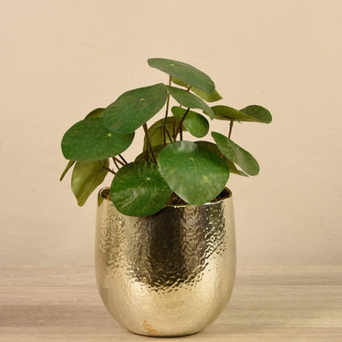 Plants-Potted Pancake-Bloomr