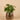 Plants-Potted Pancake-Bloomr