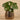 Plants-Potted Pancake-Bloomr