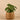 Plants-Artificial Potted Pancake Plant-Bloomr