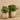 Plants-Potted Pancake-Bloomr