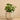 Plants-Potted Pancake-Bloomr