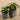 Plants-Potted Pancake Plant-Bloomr