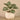 Plants-Potted Peperomia-Bloomr