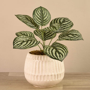 Plants-Potted Peperomia-Bloomr