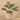 Plants-Potted Peperomia-Bloomr