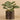Plants-Potted Peperomia-Bloomr