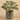 Plants-Potted Peperomia (Discontinued)-Bloomr