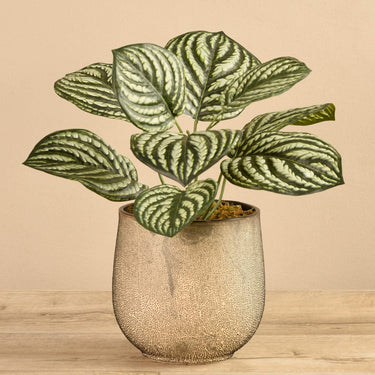 Plants-Potted Peperomia-Bloomr
