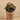Plants-Potted Peperomia-Bloomr