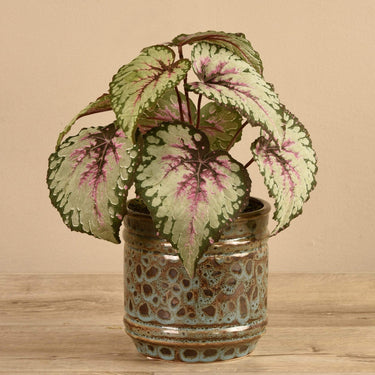Plants-Potted Red Begonia (Discontinued)-Bloomr