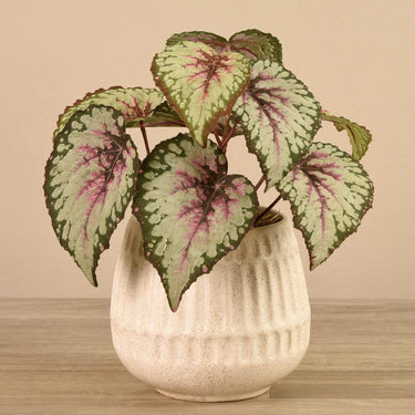 Plants-Potted Rex Begonia-Bloomr