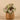Plants-Potted Rex Begonia-Bloomr