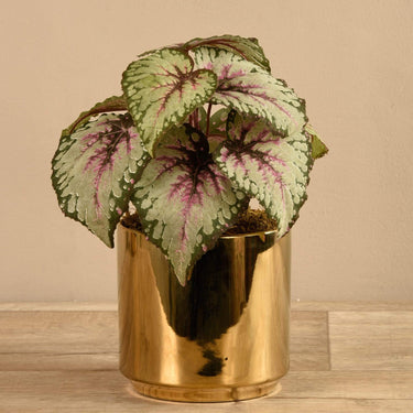 Plants-Potted Rex Begonia-Bloomr