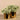 Plants-Potted Silver Fall-Bloomr