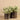 Plants-Potted Silver Fall-Bloomr