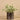 Plants-Potted Silver Fall-Bloomr